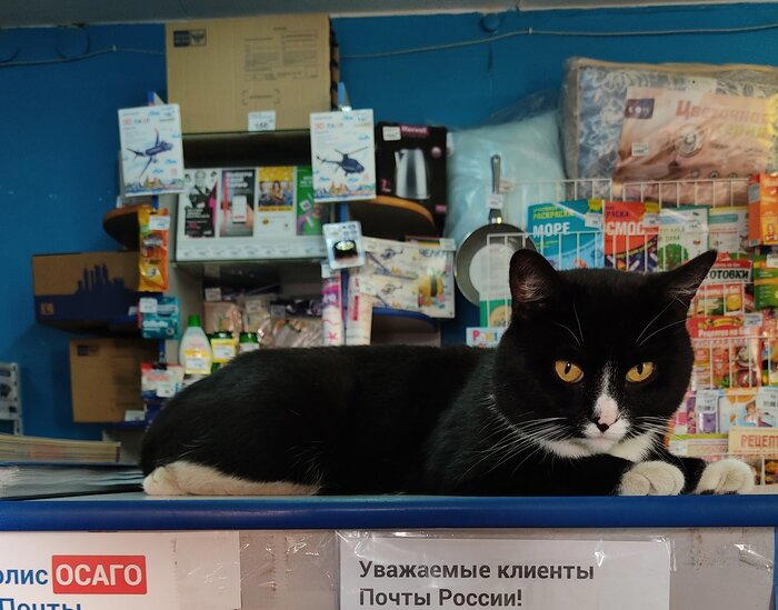 Кот припочтовый