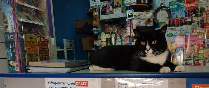Кот припочтовый