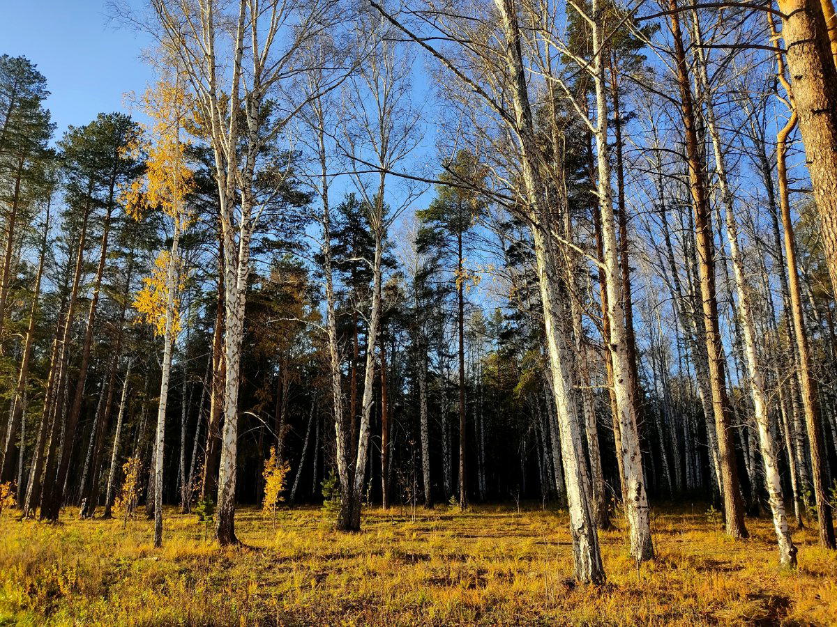 Расчленёнка. Эпизод второй