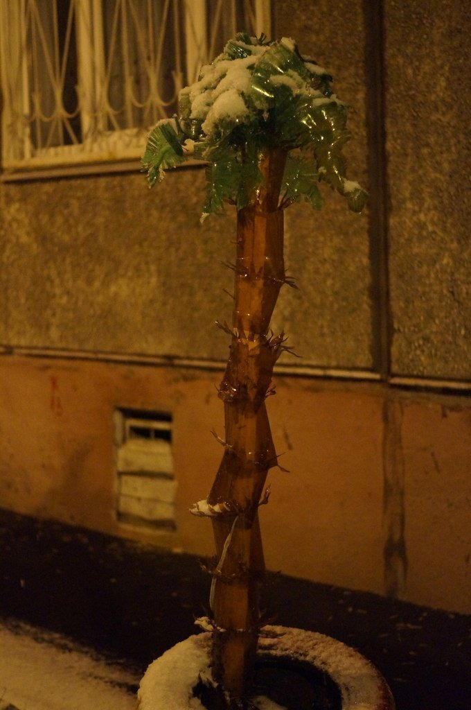 Русские пальмы