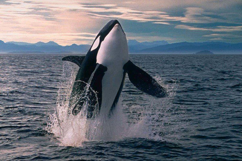 Косатка Orcinus Orca
