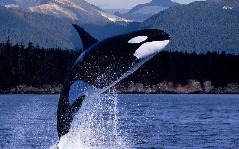 Косатка Orcinus Orca