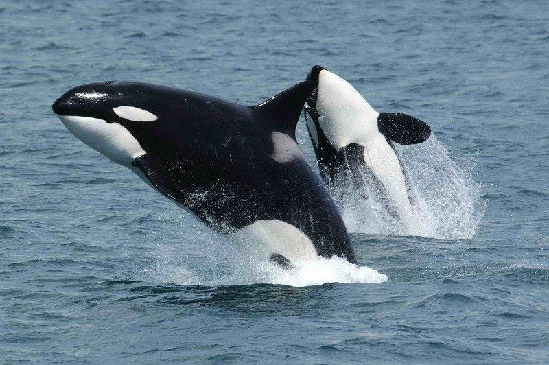 Косатка Orcinus orca