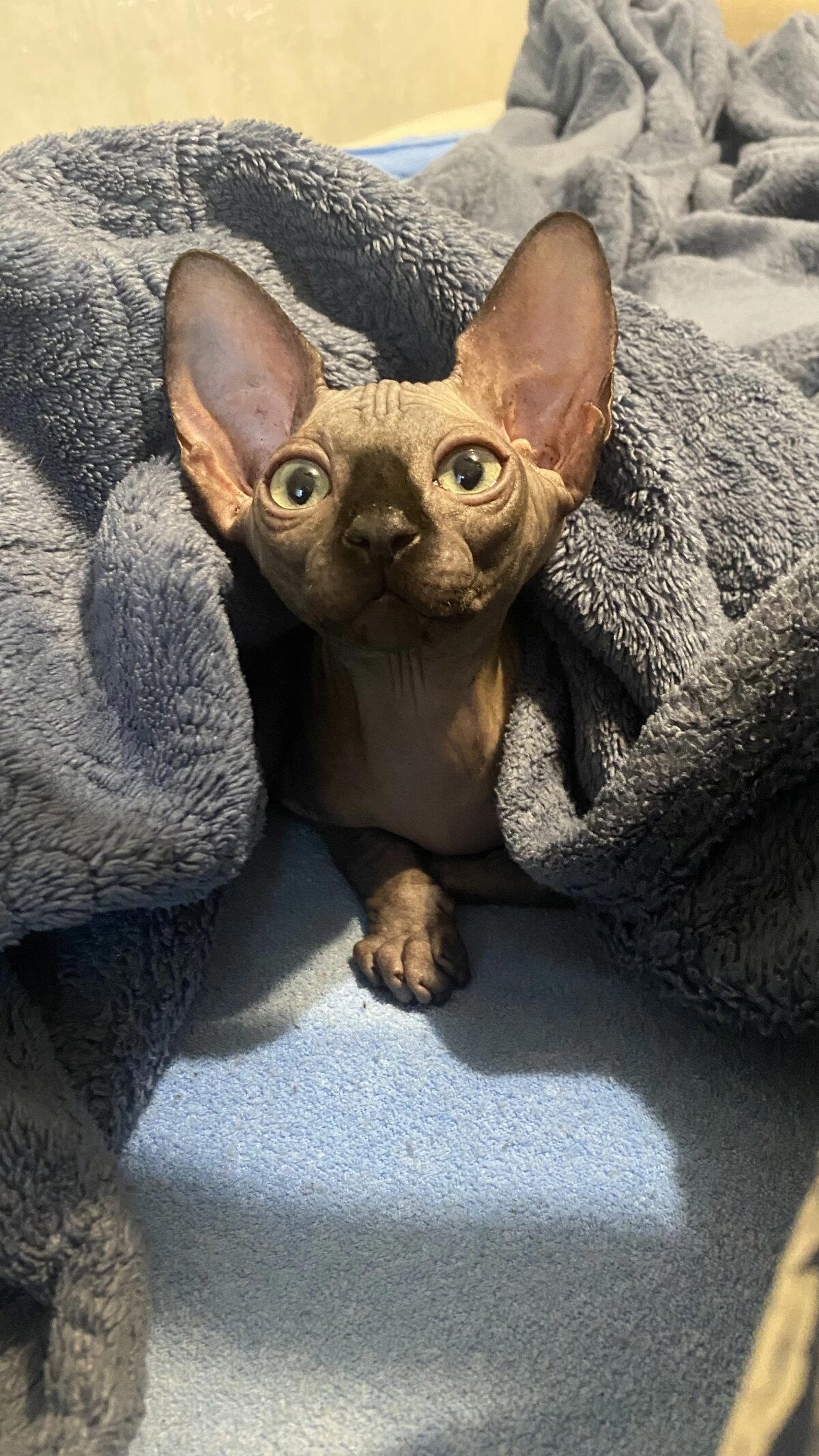 Кот Анубис