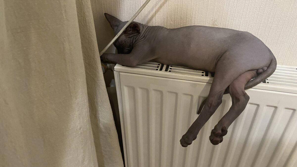 Кот Анубис