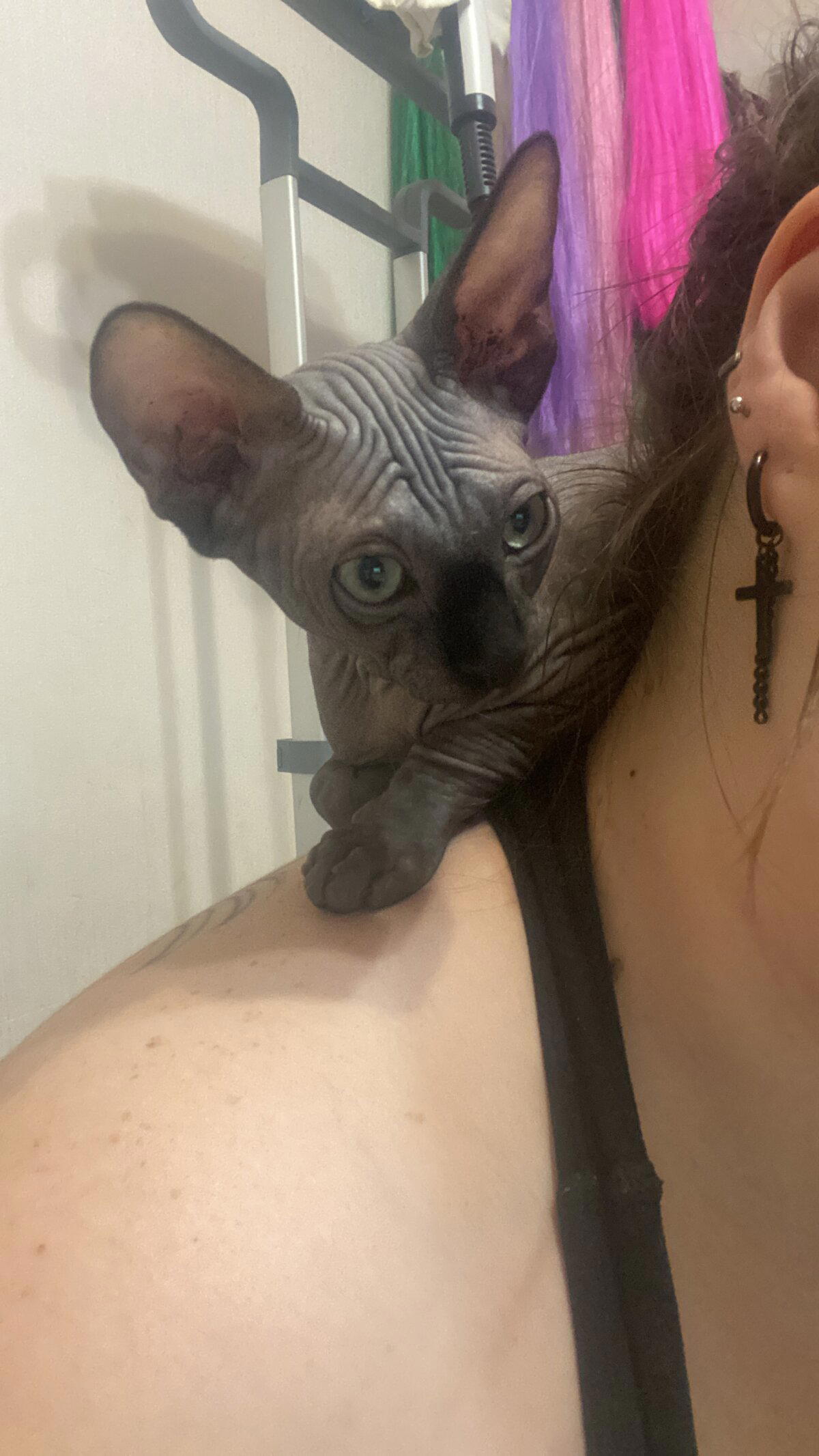 Кот Анубис