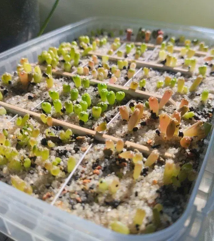 Посадки мои посадочки)⁠⁠