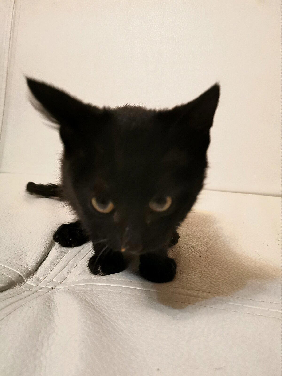 Котобок