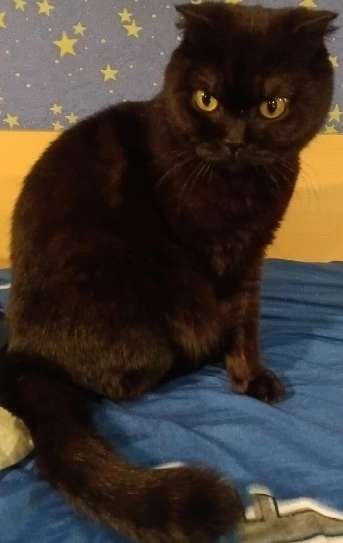 Захват кровати котиком)