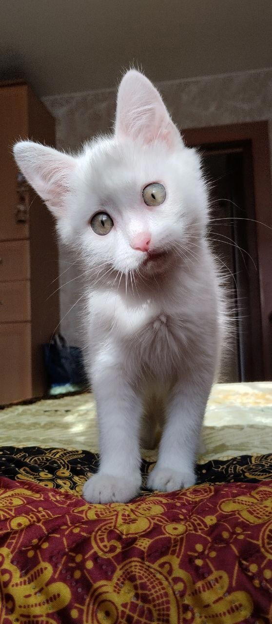 Котик-убийца)