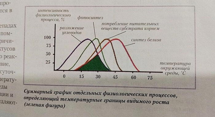 Кактусы, сеянцы и температура