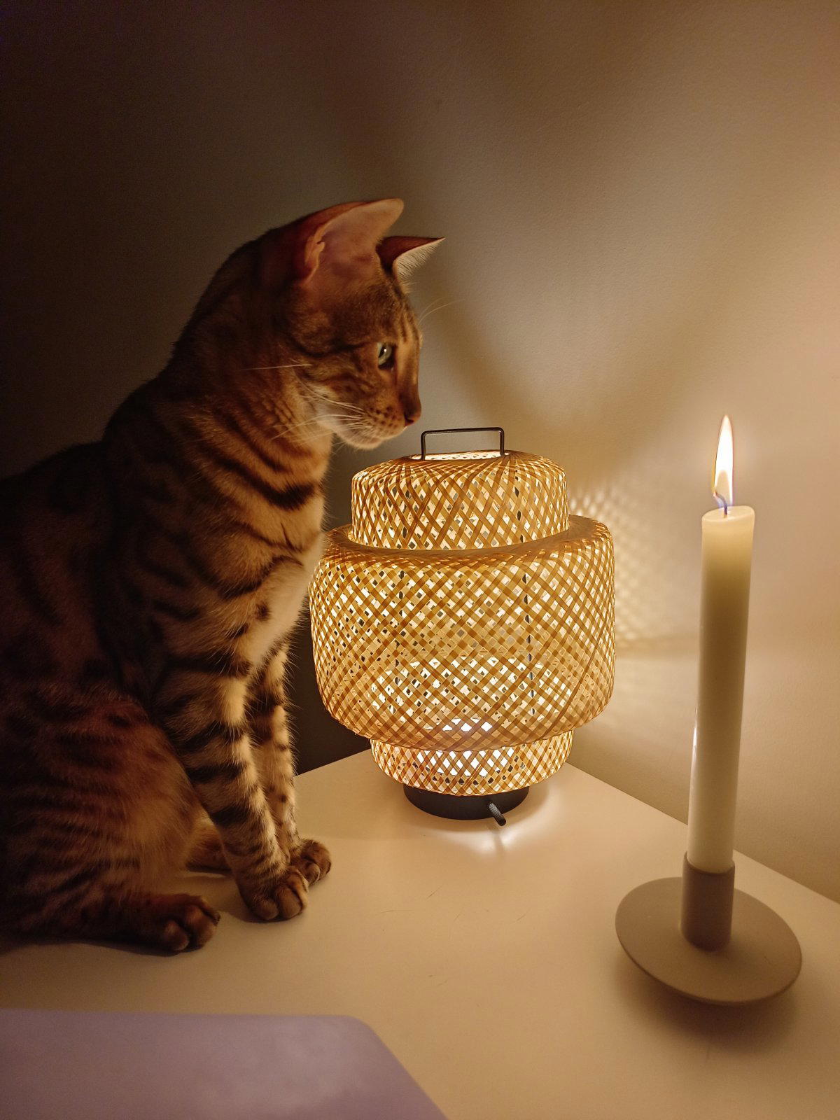 У нас своя котолампа и котосвечка