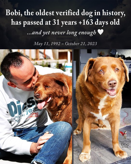 169 в собачьих годах (Согласно концепции AVMA, один год жизни собаки средних размеров равен приблизительно пятнадцати человеческим годам, второй – девяти, а каждые последующие – к пяти годам жизни человека.)