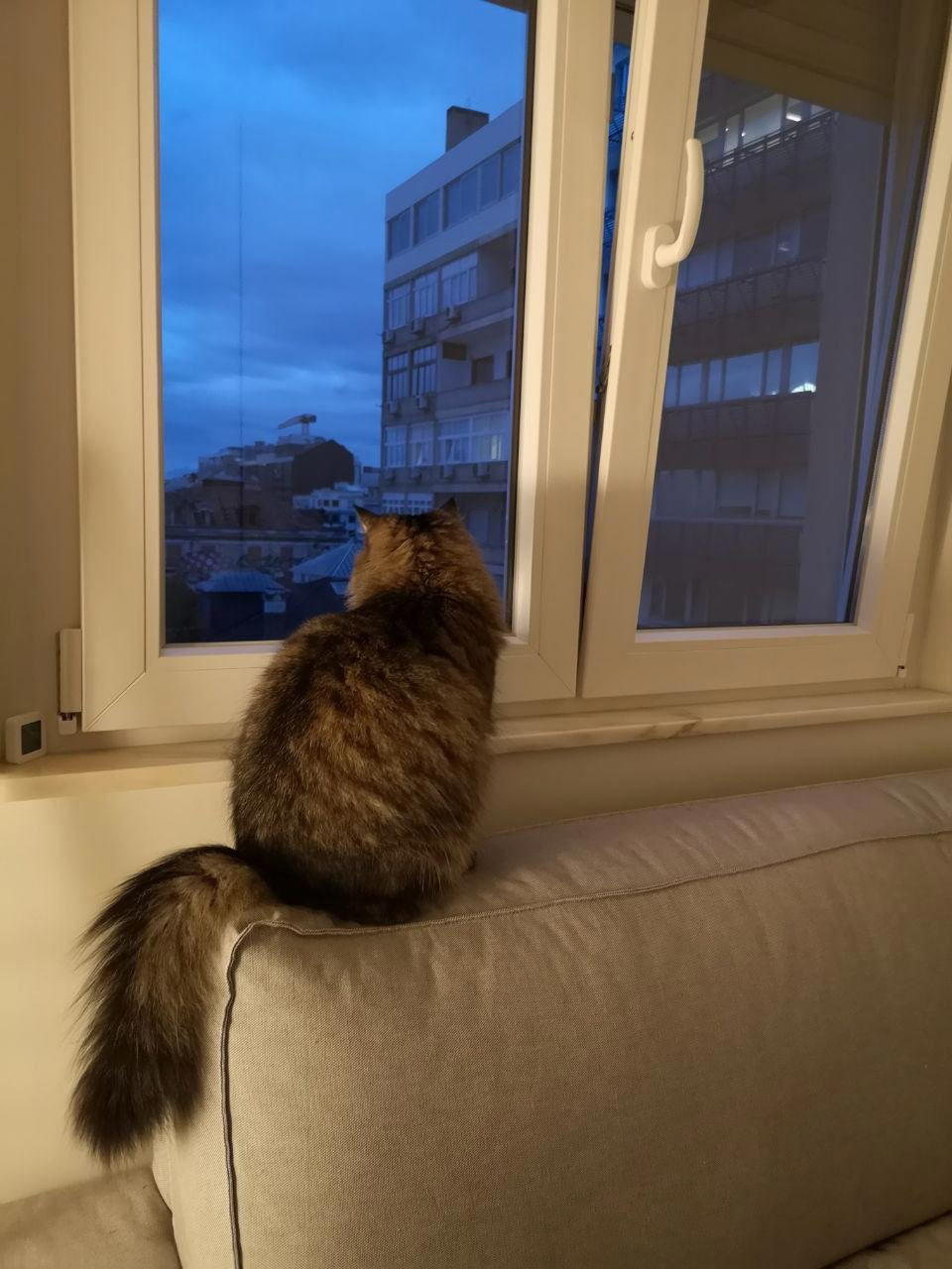 Когда сфоткал кошку