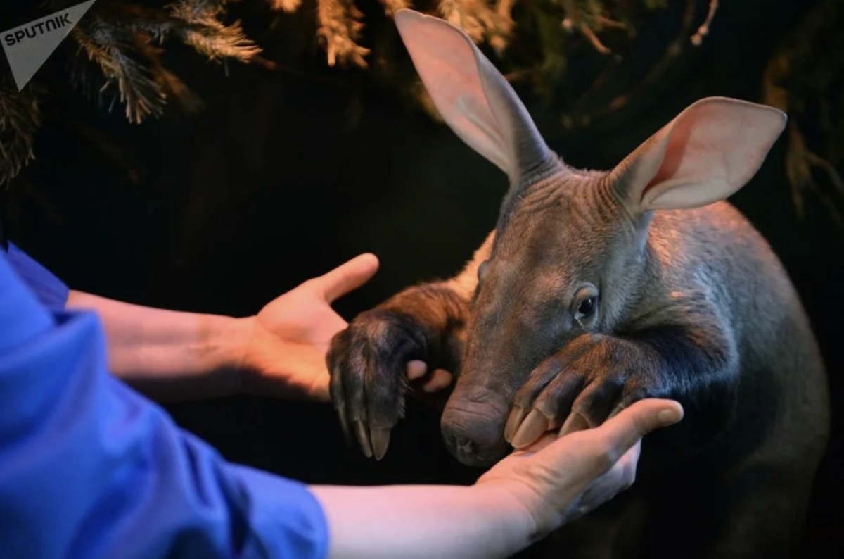 ТРУБКОЗУБ (Orycteropus afer)