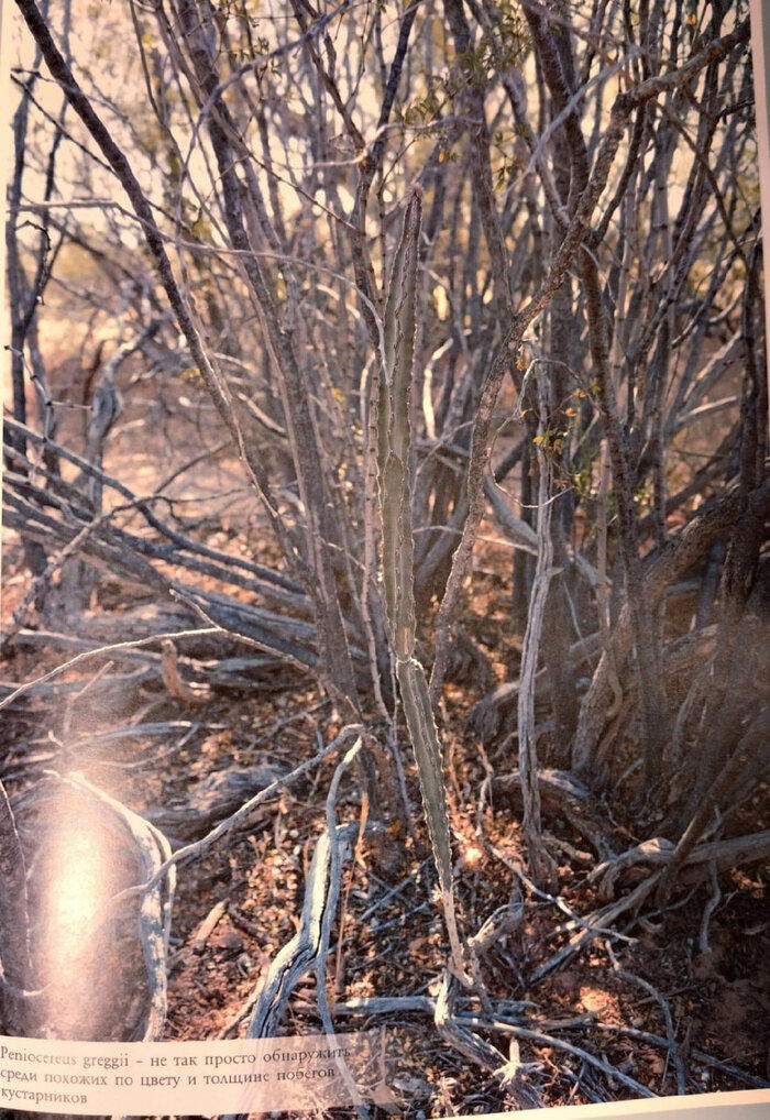 Peniocereus greggii