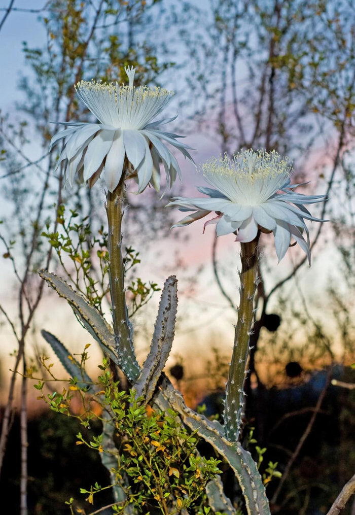Peniocereus greggii