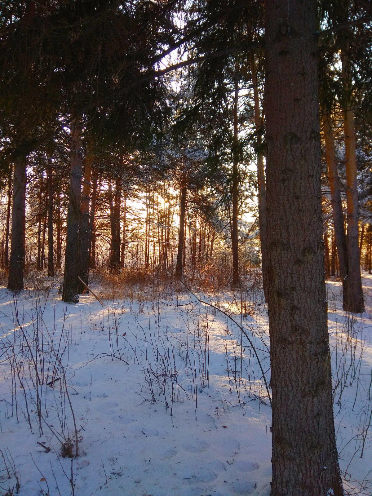 Расчленёнка. Эпизод третий