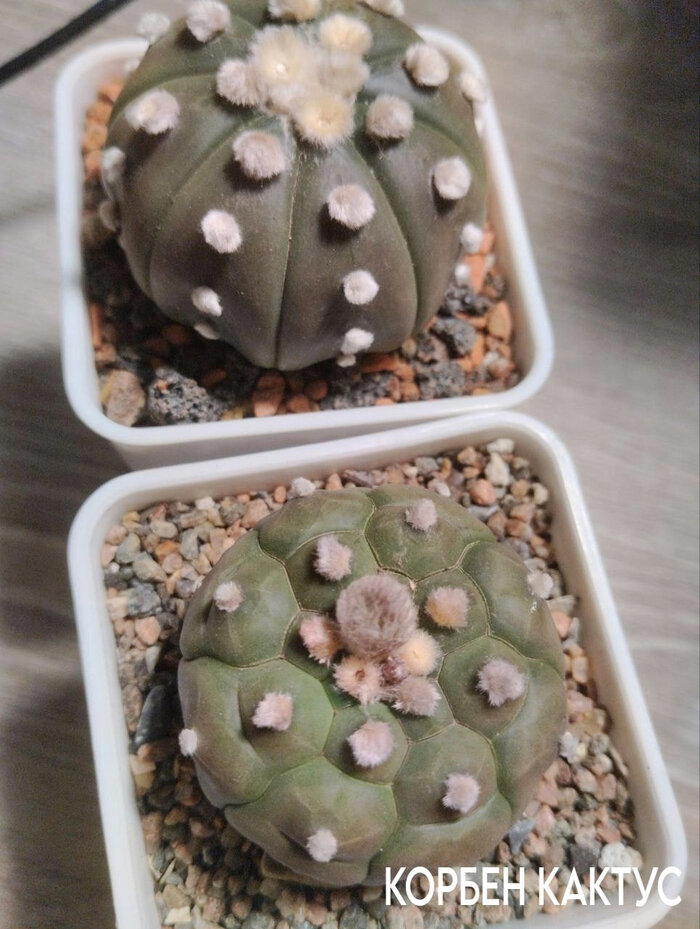 Семена с моих кактусов