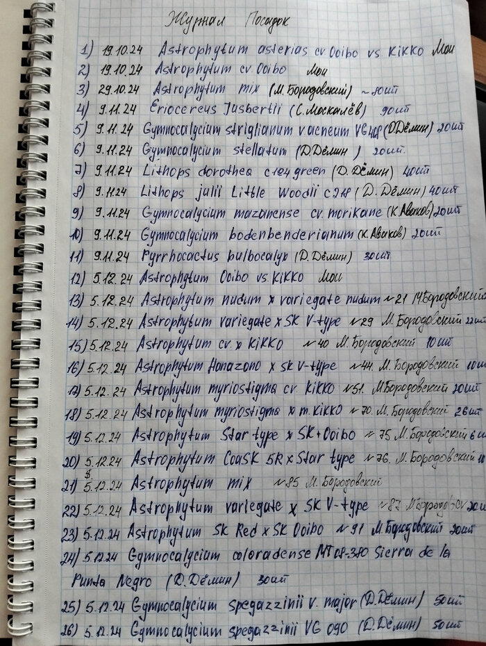 Не много (много?) сеянцев кактусов