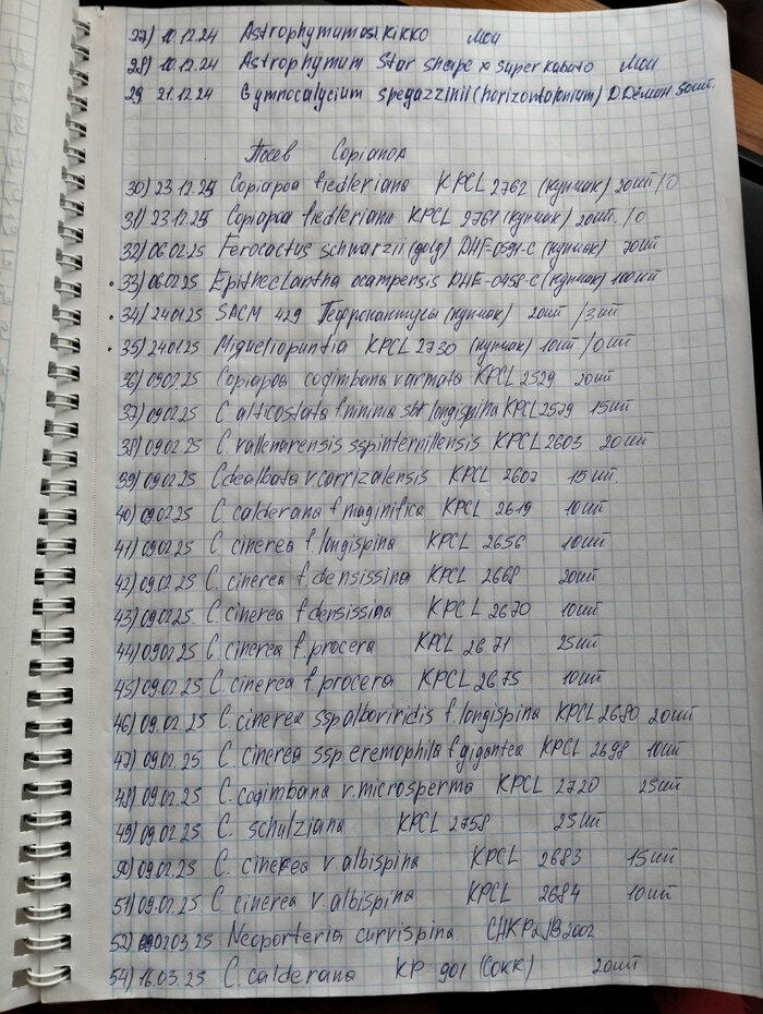 Не много (много?) сеянцев кактусов