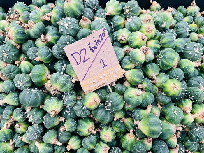 Миллион культиваров