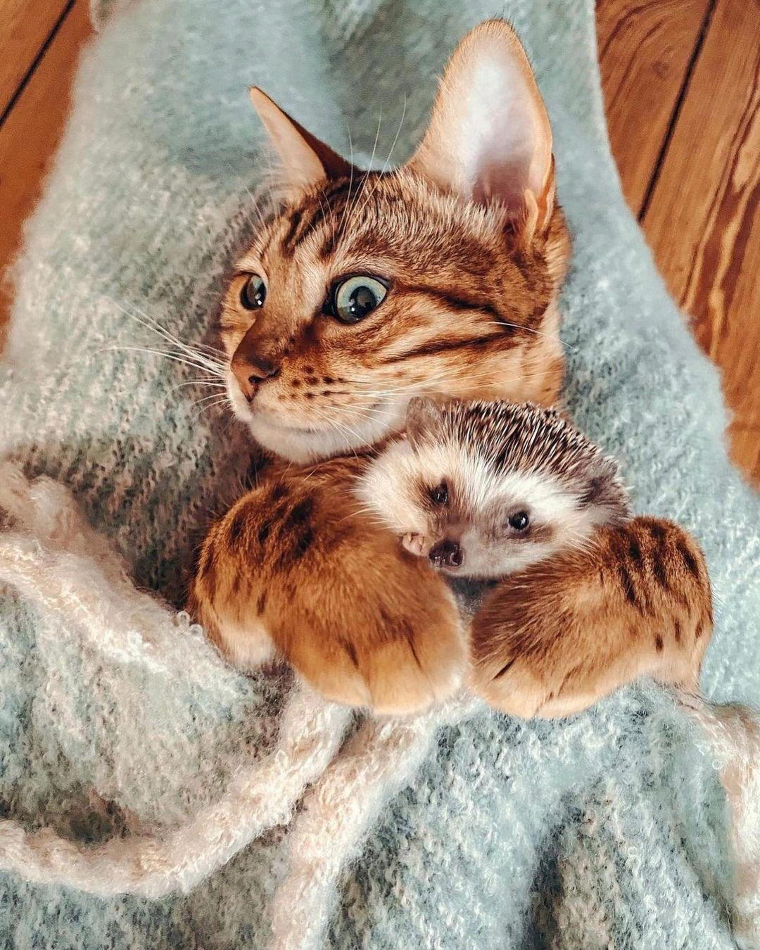 Кот и ёж