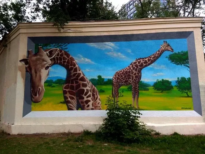Жирафы!