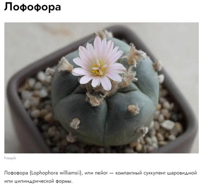 Копировать! копировать! Вставить?