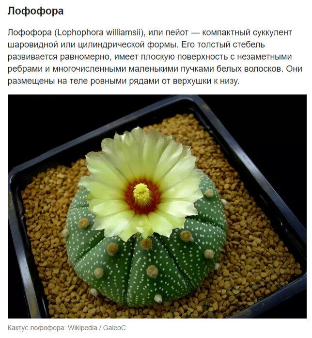 Копировать! копировать! Вставить?