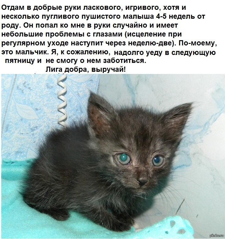 Отдам котенка в добрые руки