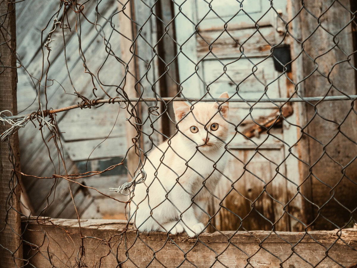 Кот и шмель