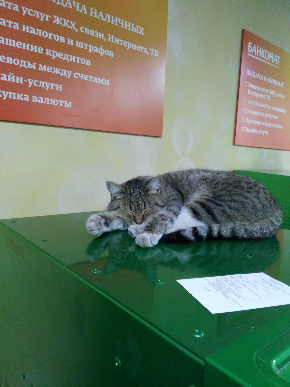 Котик на страже банкомата
