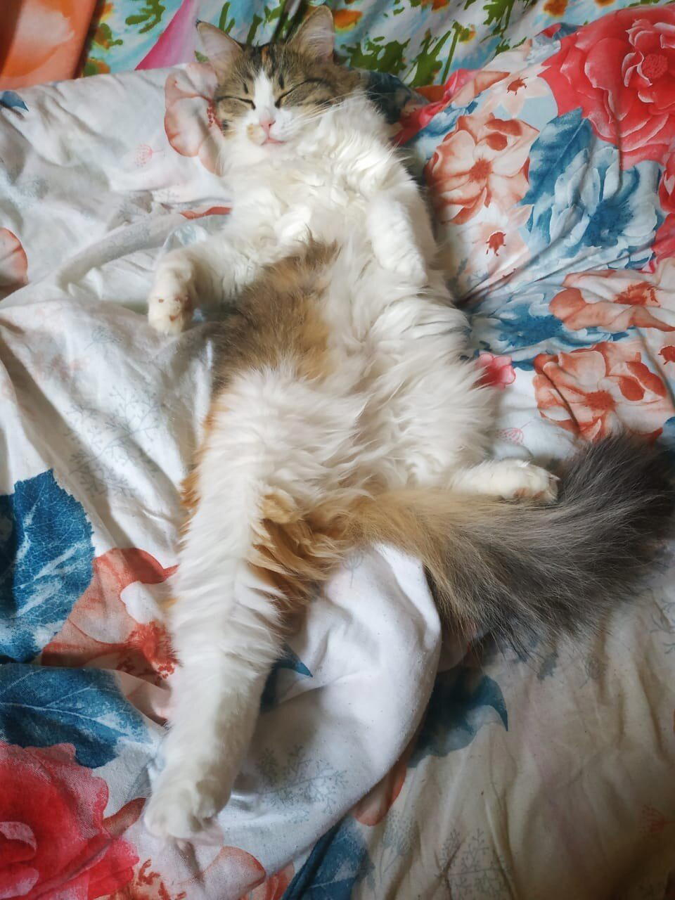 Кошка по имени Кошка, часть вторая.