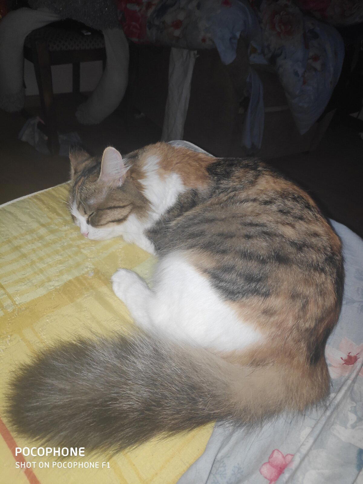 Кошка по имени Кошка, часть вторая.