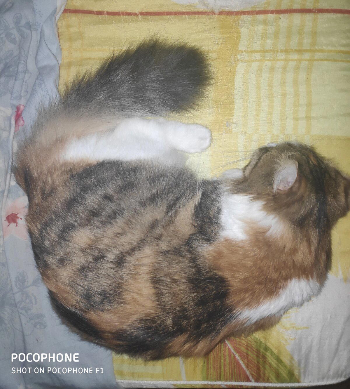 Кошка по имени Кошка, часть вторая.