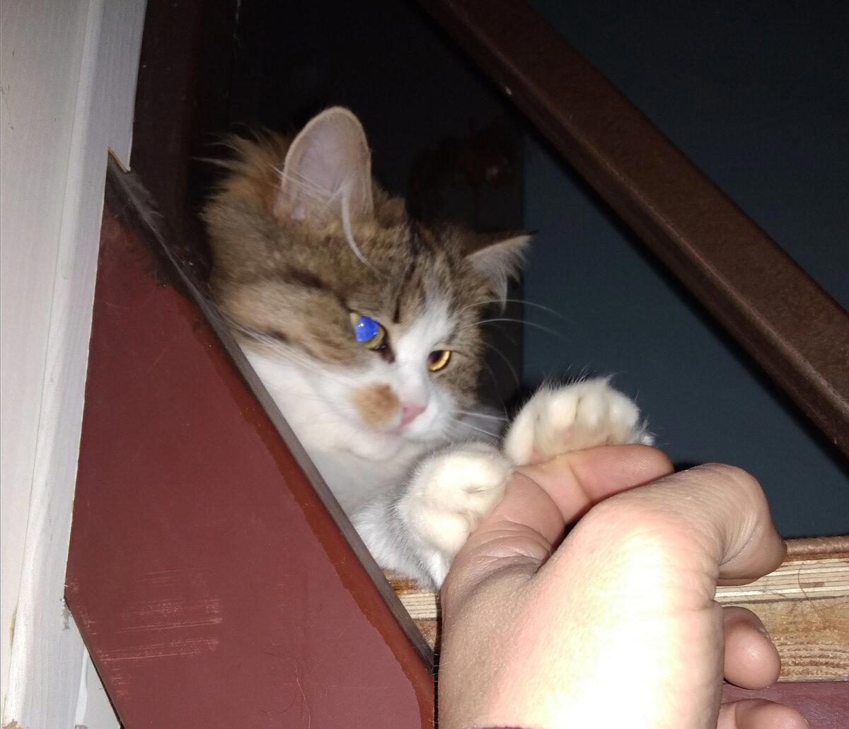 Кошка по имени Кошка