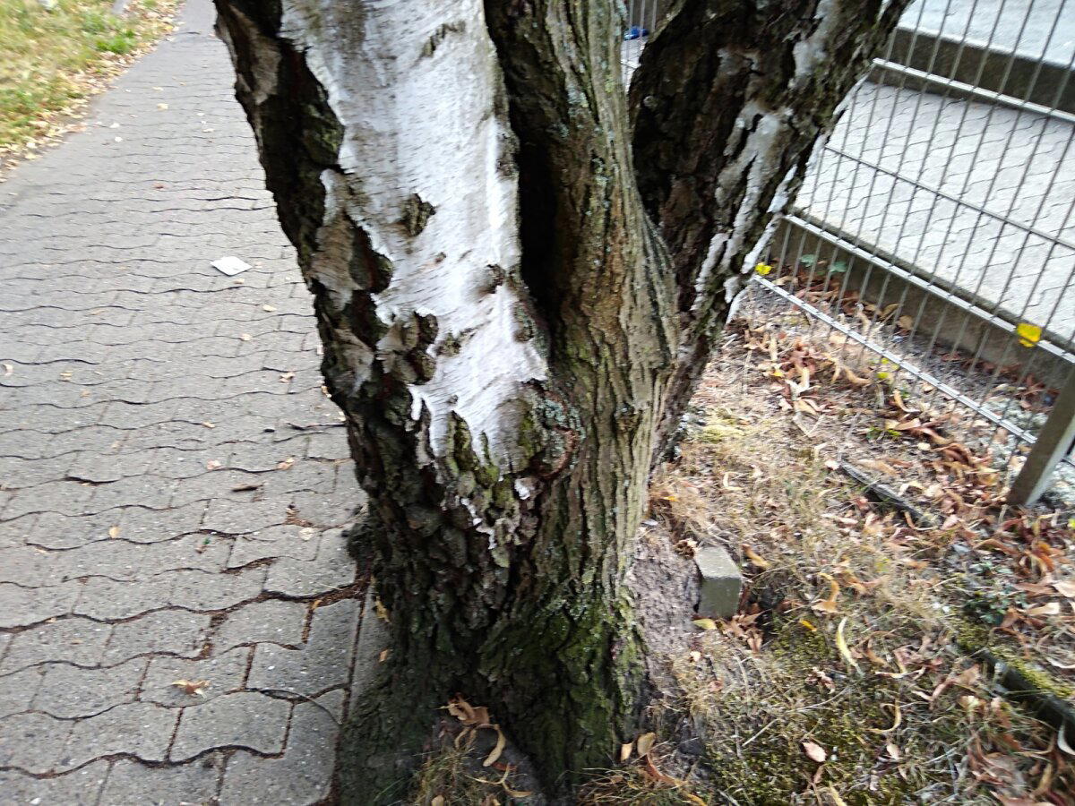 Два в одном