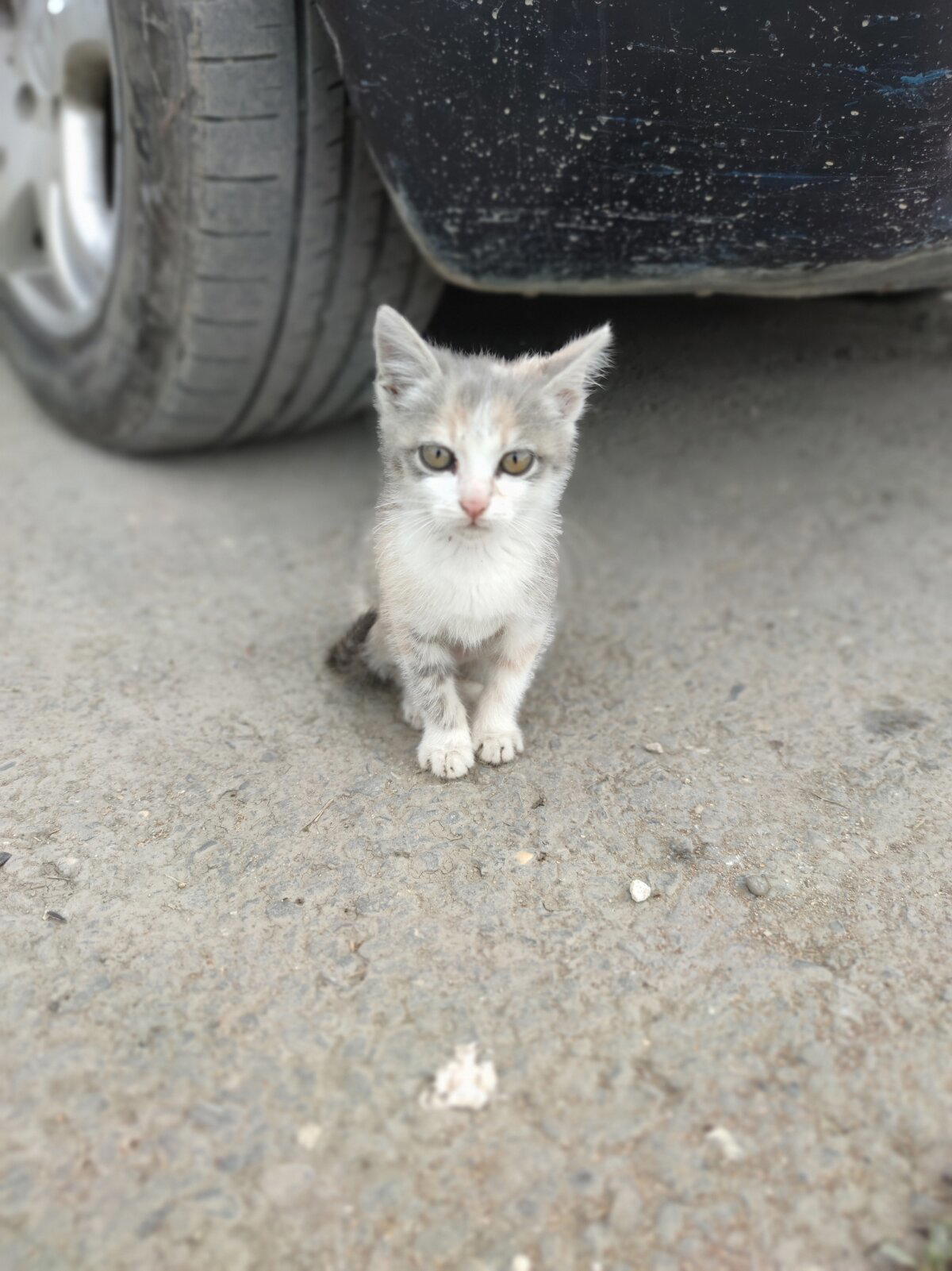 Дербентские котики