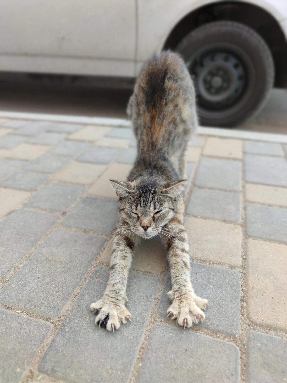 Дербентские котики