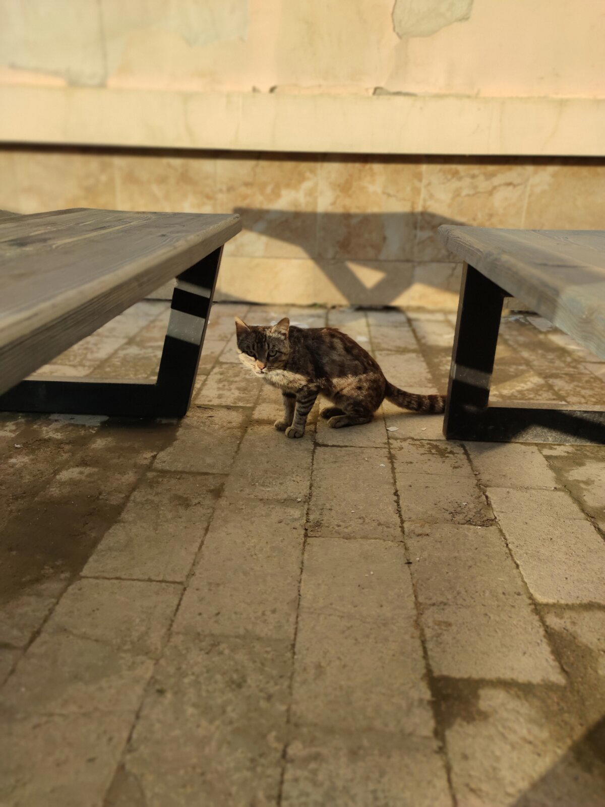 Дербентские котики