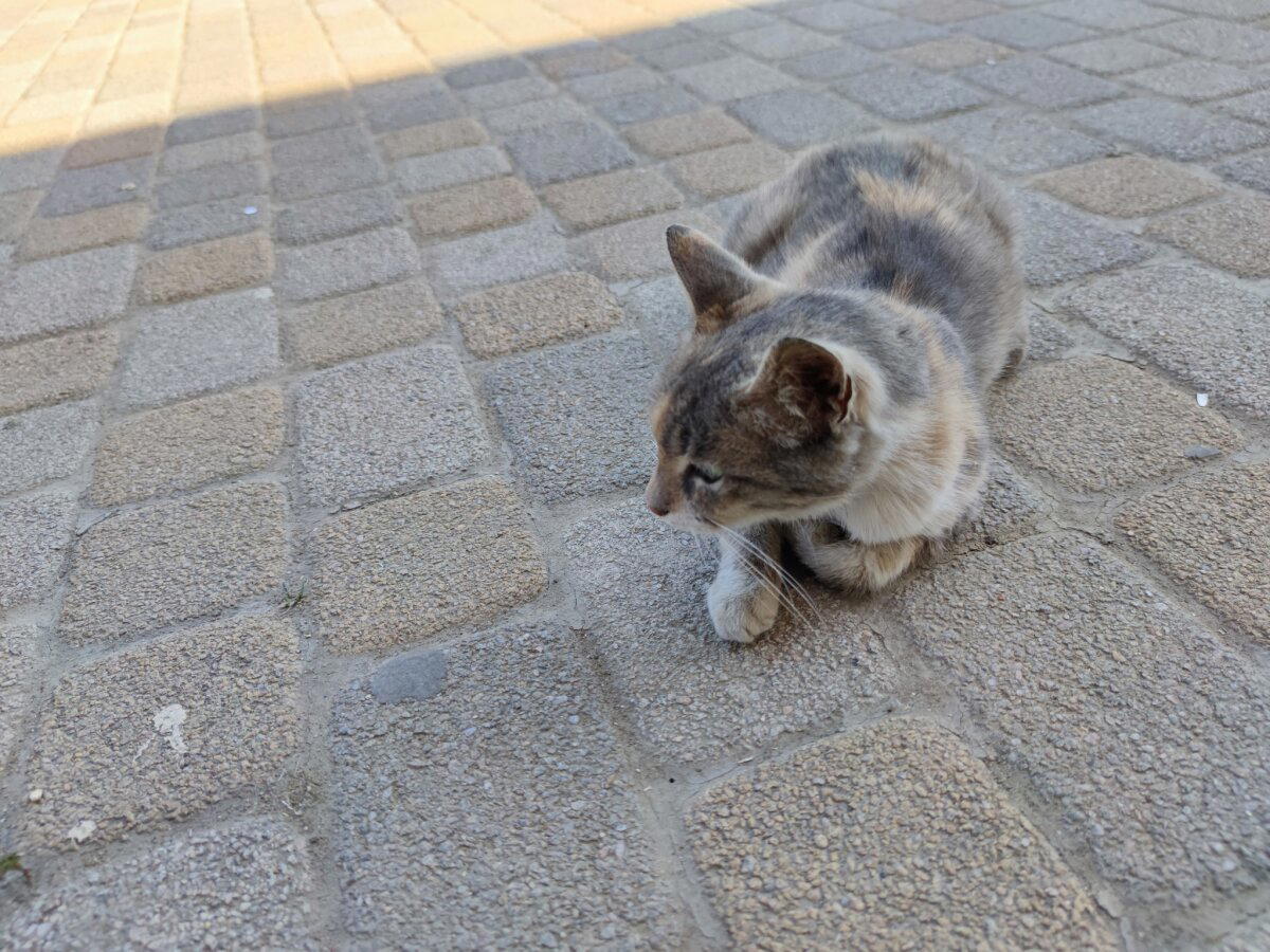Дербентские котики