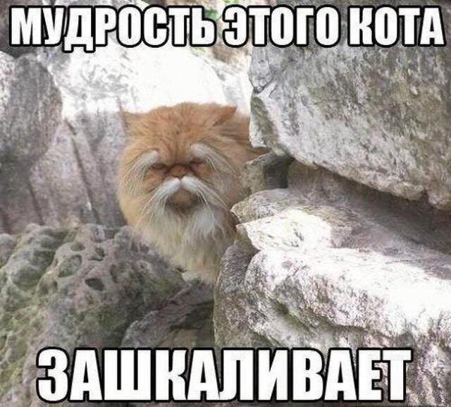 Кот сенсей