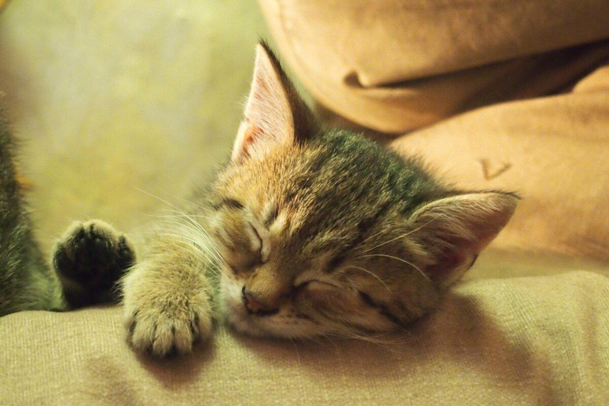 Спящий котик вам в ленту