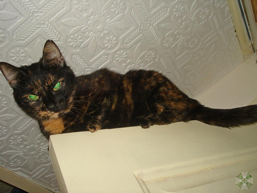 Суровый кот