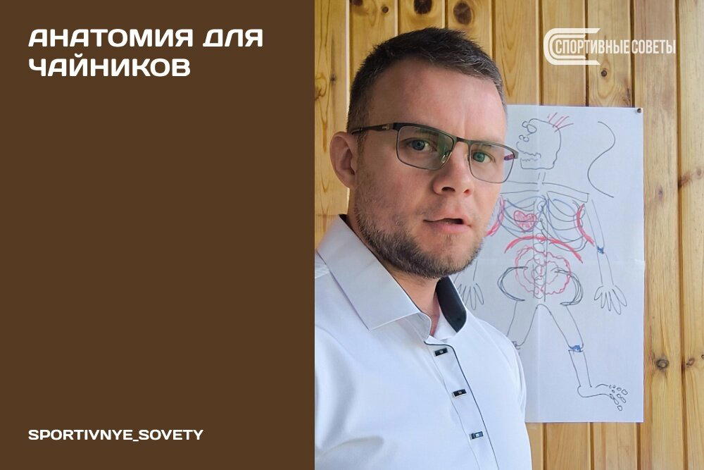 Анатомия для чайников