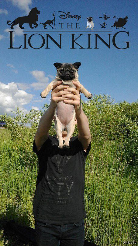 Lion King