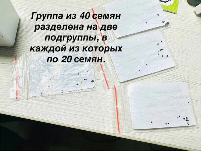 Совместный эксперимент с семенами