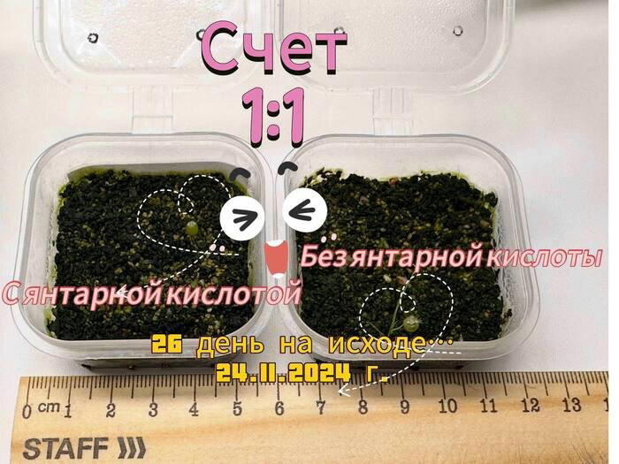 Совместный эксперимент с семенами