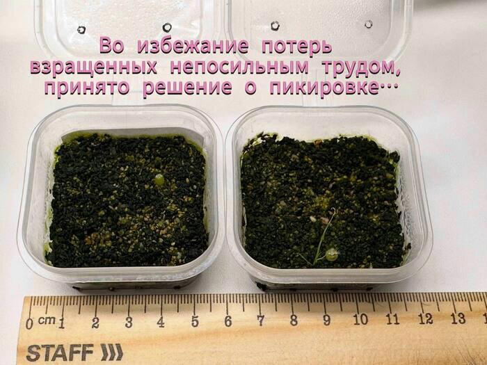 Совместный эксперимент с семенами